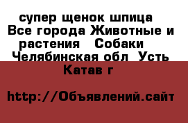 супер щенок шпица - Все города Животные и растения » Собаки   . Челябинская обл.,Усть-Катав г.